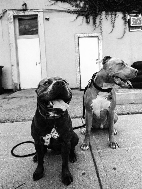 Black and white photograph of two pit bulls sitting on a sidewalk in front of a white building, tongues out